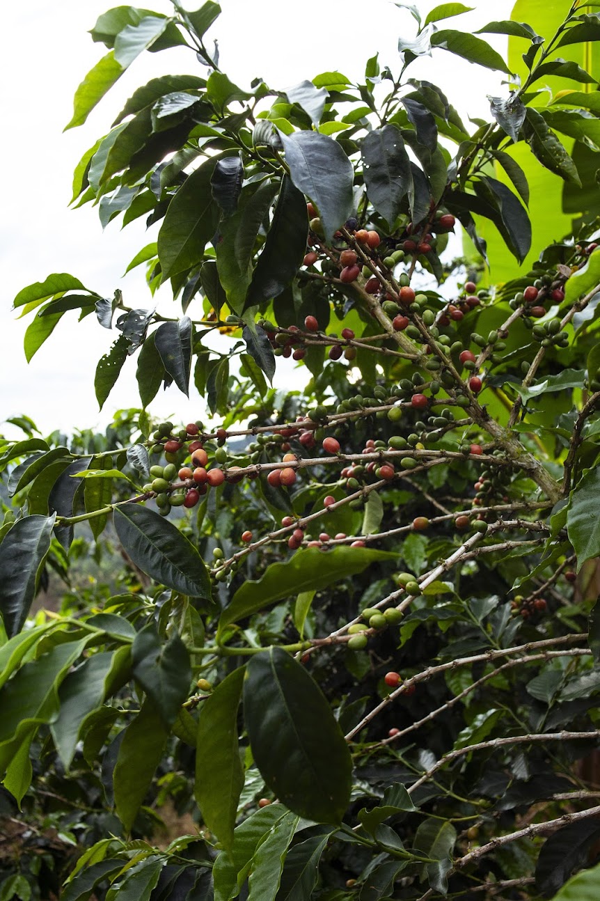 Wilder Lazo Geisha L–1895 (100g)