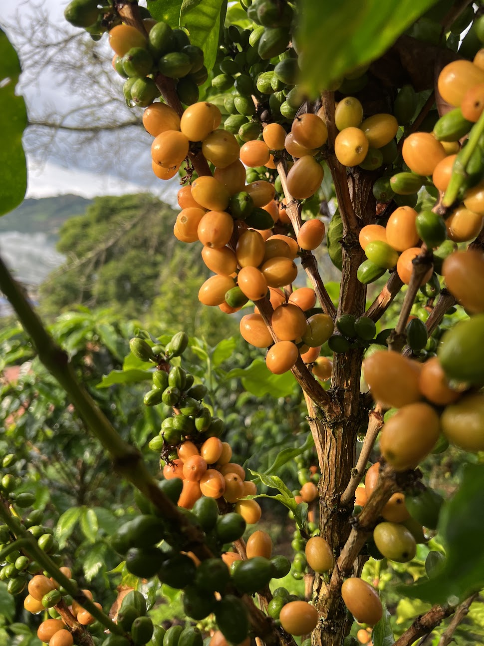Wilder Lazo Geisha L–1755 (100g)