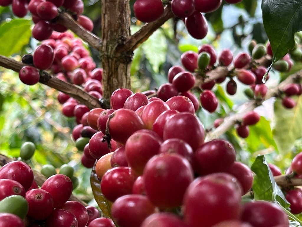 Wilder Lazo Geisha L–1755 (100g)