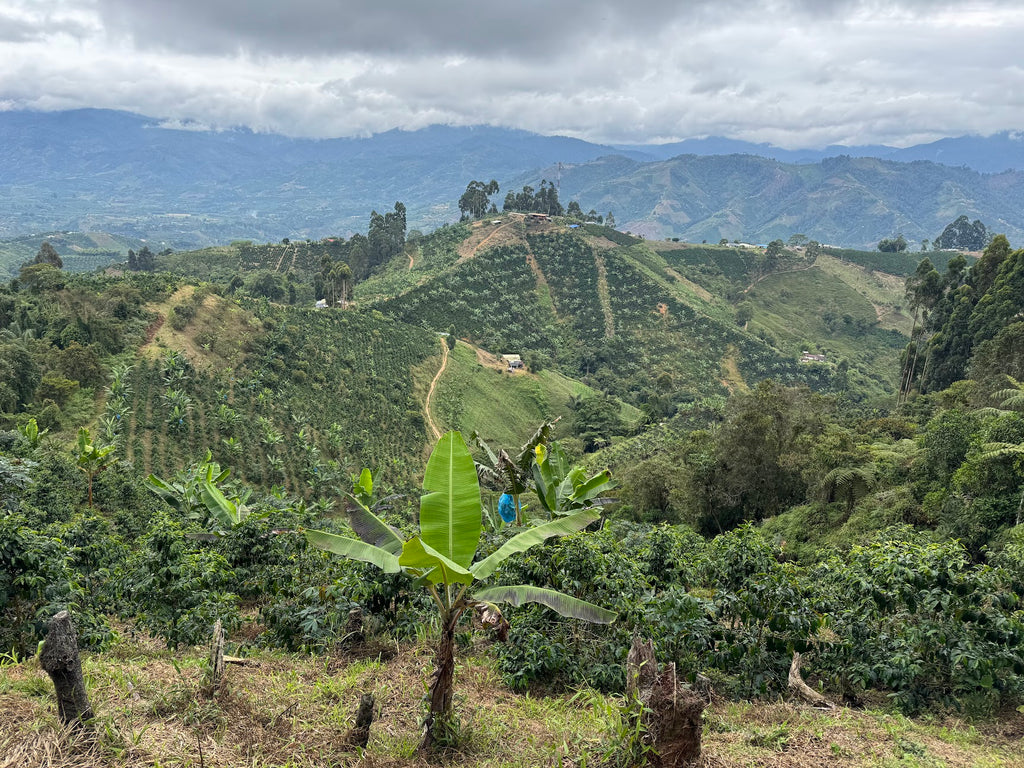 Wilder Lazo Geisha L–1895 (100g)