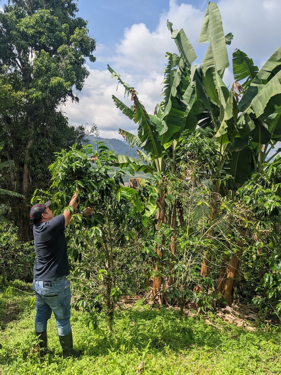 Wilder Lazo Geisha L–1895 (100g)