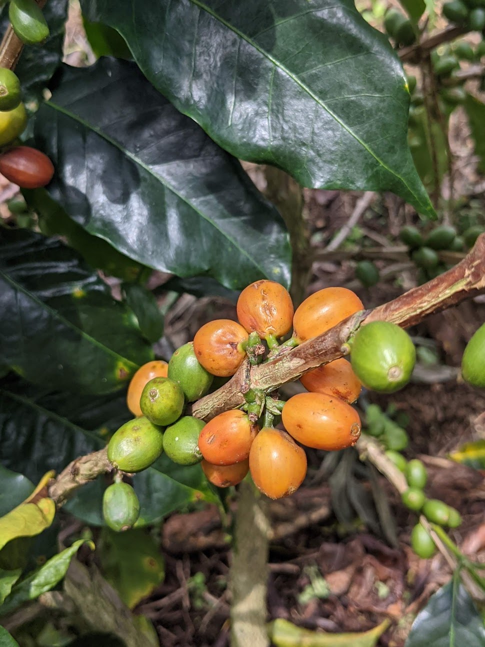 Wilder Lazo Geisha L–1895 (100g)