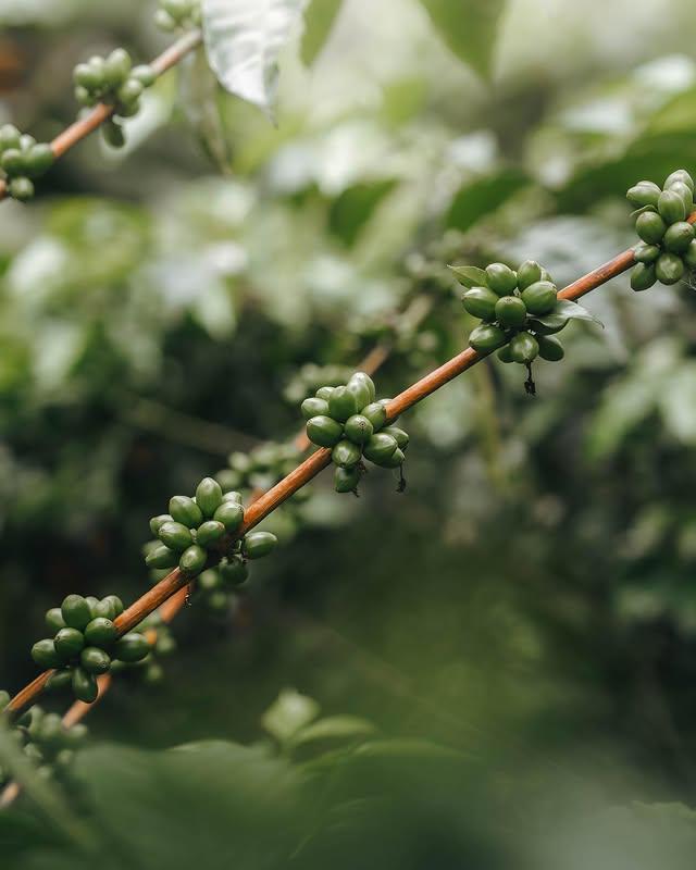 Aroma Nativo L-201 (40g)