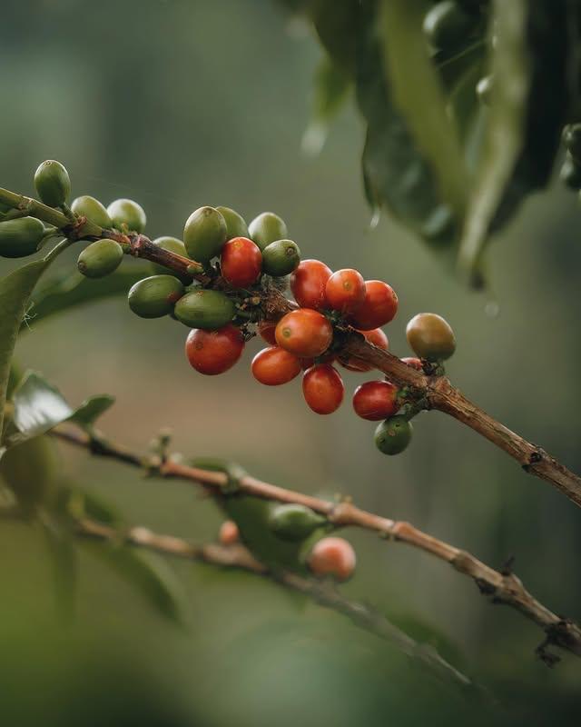 Aroma Nativo L-201 (40g)