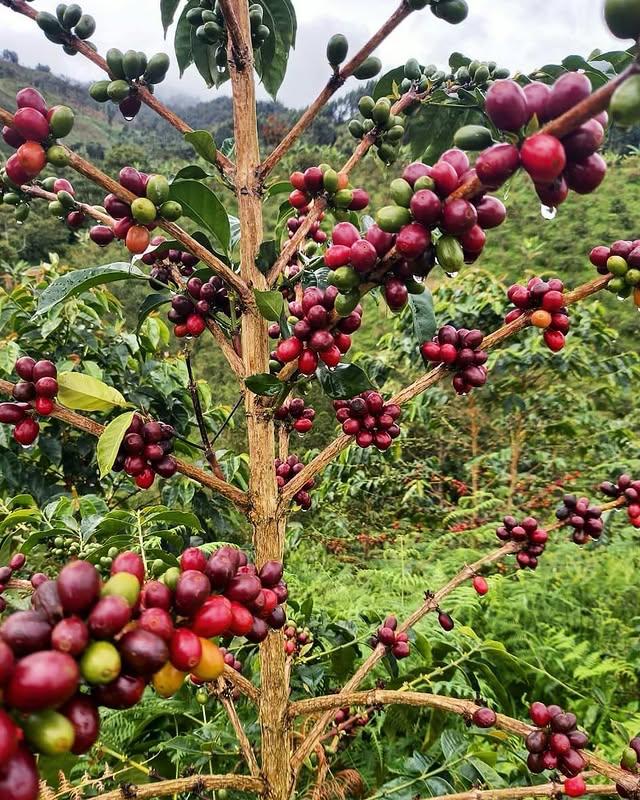 Wilder Lazo Geisha L–1755 (100g)